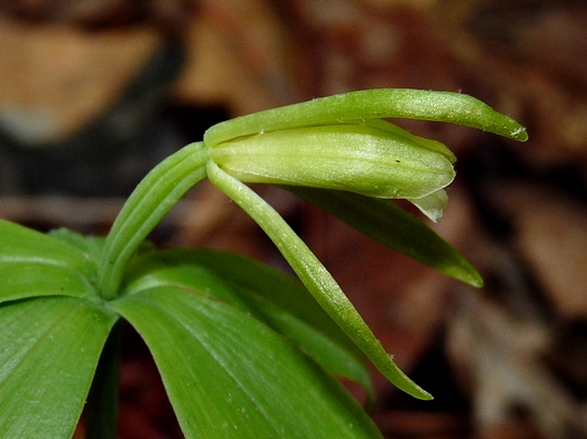 {Isotria medeoloides}